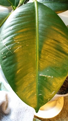Rubber plant leaves cracking | Houzz Forum