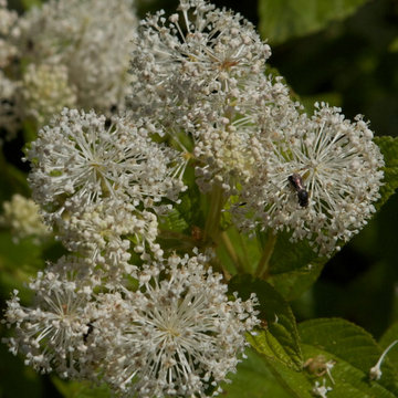New Jersey Tea (Ceanothus americanus)