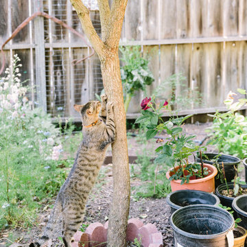 Urban Homesteading Oakland 1