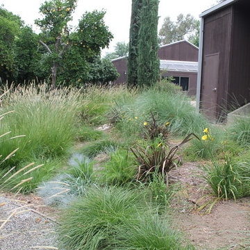 Ornamental Grass