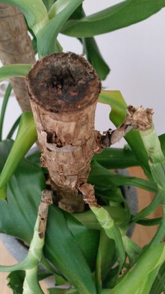 Dracaena indoor plants - drooping branches | Houzz Forum