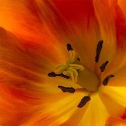 Tulip Study #6 - Fine Art Prints