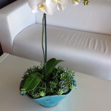 Orchids