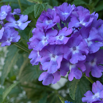 2014 flowers and foliage