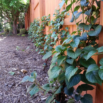 Backyard Overhaul
