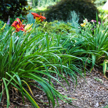 Daylily