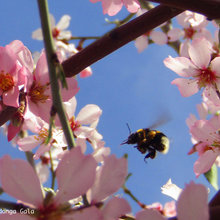 Abejorro (Bombus terrestris)