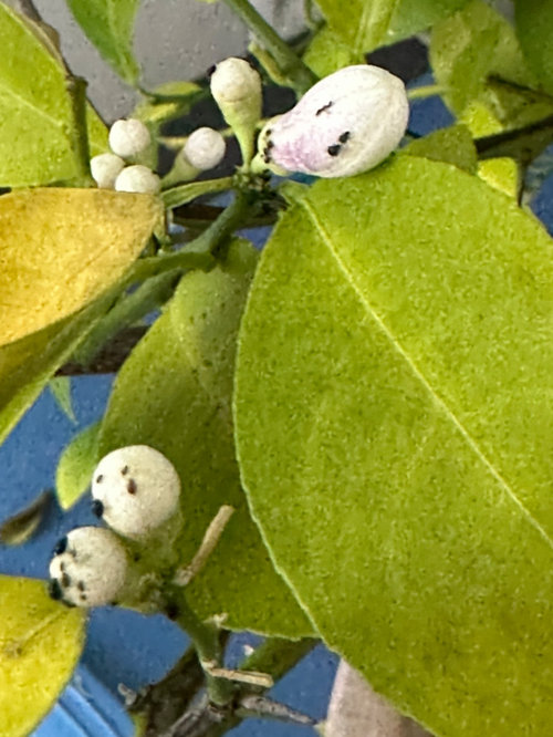 What are these black specs on lemon tree