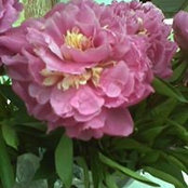 Peony Deco's photo