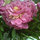 Peony Deco