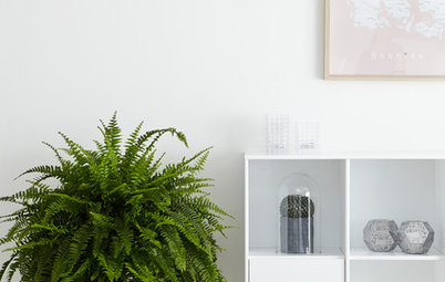 Get to Know Boston Fern, a Plant That’s Always in Style