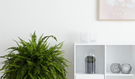 Get to Know Boston Fern, a Plant That’s Always in Style