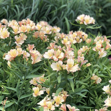 Garden Plants