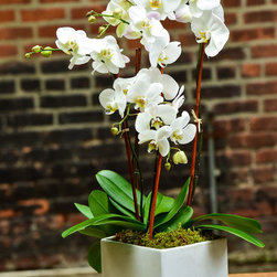 Home Orchids 2017 - Plants