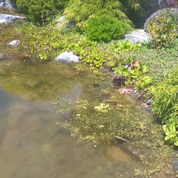 natural pond, Teichlandschaft