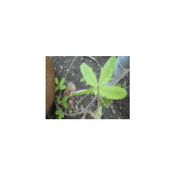 TickleMe Plant Gift Box Set - Products