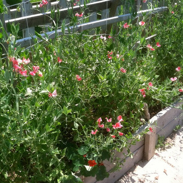Vegetable & Herb Gardens
