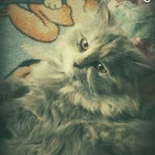 Hamsa Hussien's photo