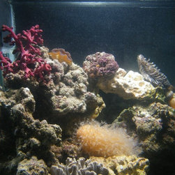 Fresh water and marine fish - Products