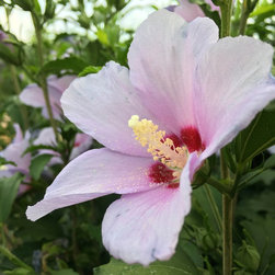 Blue Angel&trade; Althea - Products