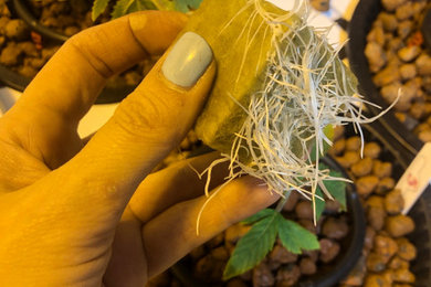 Gardening / Home Cultivation