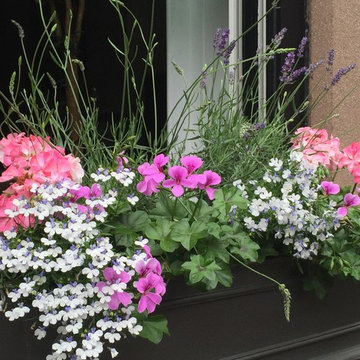 Carroll Gardens Summer Window Boxes