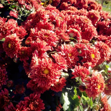 Fall Mum