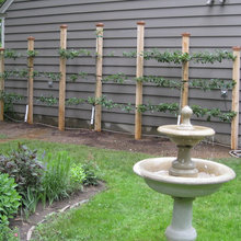 Espalier