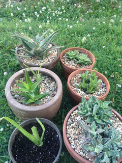 I put rocks on top of my soil does it look like it will work? | Houzz Forum