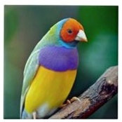 Gail Brittan's photo