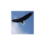 Ken Holvik's photo