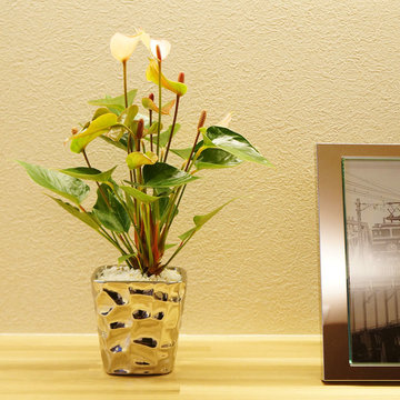 Plants.S