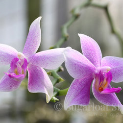 Orchids - Home Decor