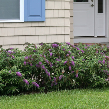 Lo & Behold® 'Purple Haze' Butterfly Bush