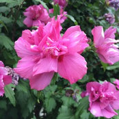 s Roseさんの写真