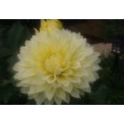 Gina Cristofani's photo