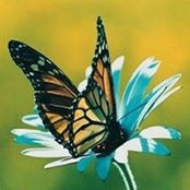 Roberto Messina's photo