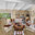 Donna Livingston Design