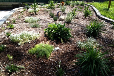 Photo of a contemporary garden in Brisbane.