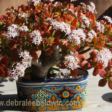 Succulents in Talavera
