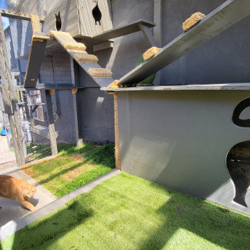 The Purr-fect Playground✨