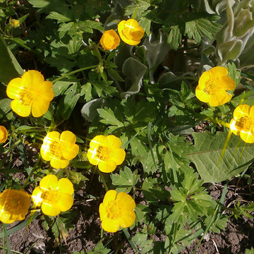 Boutons d'or