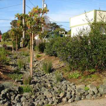 Natural Drainage