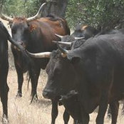 Terry Dairy's photo