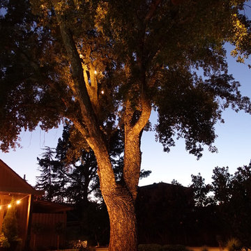 Corkwood