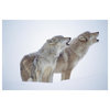 "Timber Wolves portrait of pair howling, snow, North America" Paper Art, 26"x18"