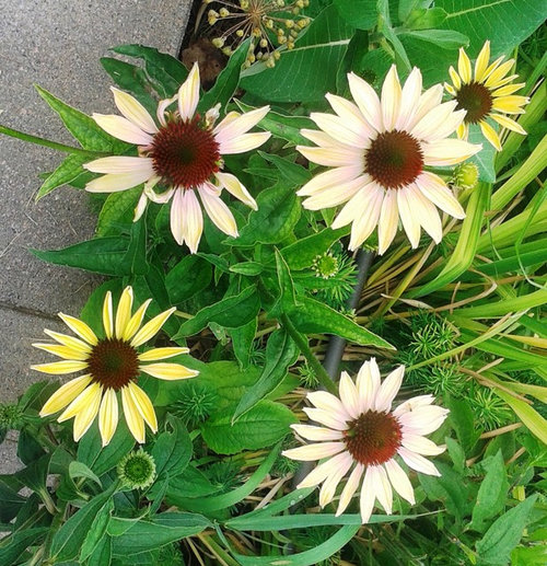 Coneflowers in Bloom