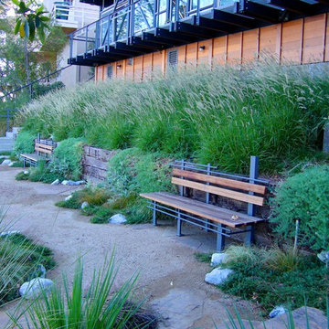 Ornamental Grass