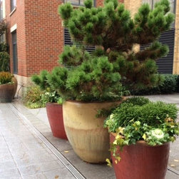 Container gardening - Home Decor