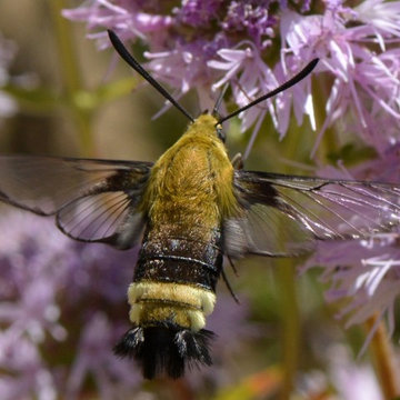 California Clearwing Moth